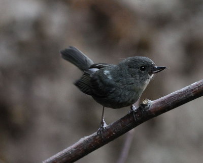 Slaty Flowerpiercer (Diglossa plumbea)