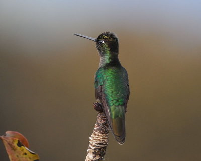 Violet-headed Hummingbird (Klais guimeti)