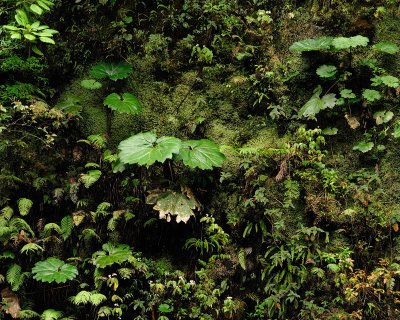 Roadside vegetation in the cloud forest