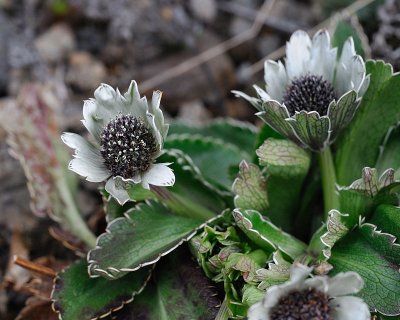 [Apiaceae] Eryngium humile