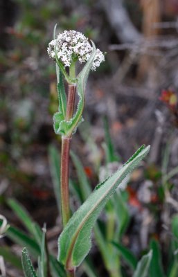 [Valerianaceae] Valeriana prionophylla