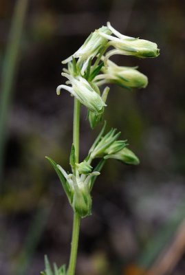 [Gentianaceae] Halenia aquilegiella