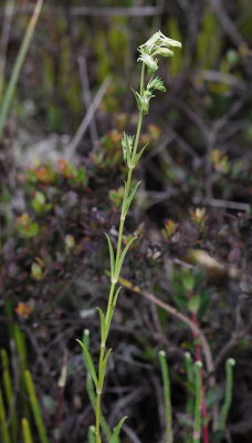 [Gentianaceae] Halenia aquilegiella