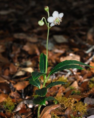 [Ericaceae] Chimaphila maculata
