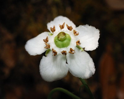 [Ericaceae] Chimaphila maculata