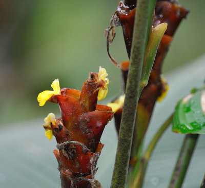 [Marantaceae] Calathea lutea