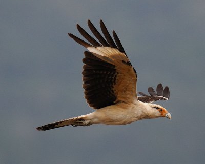 Yellow-headed Caracara (Milvago chimachima)