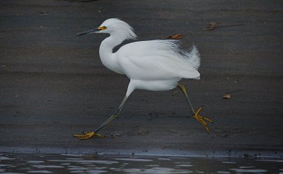 Snowy Egret (Egretta thula)