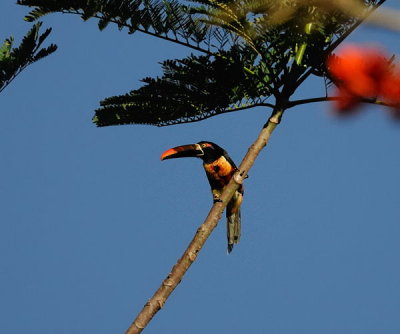 Fiery-billed Araari (Pteroglossus frantzii)