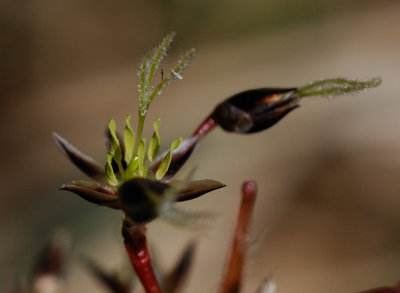 [Juncaceae] Luzula pilosa - vrfryle