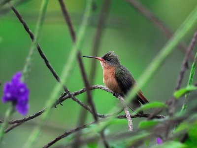 Cinnamon Hummingbird (Amazilia rutila)