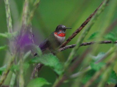 Ruby-throated Hummingbird (Archilochus colubris)