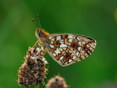 Brunflckig prlemorfjril (Boloria selene)