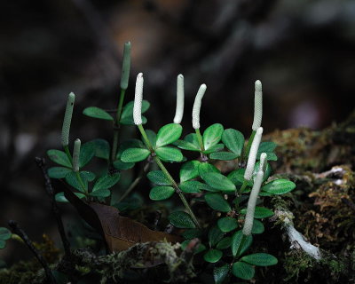[Piperaceae] Peperomia tetraphylla