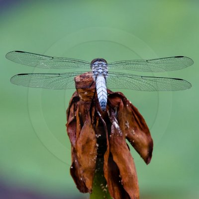 Korean Dragonfly 6580