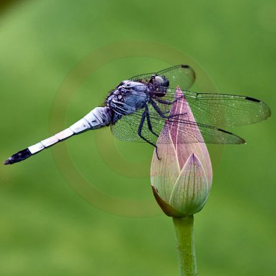 Korean Dragonfly 2748