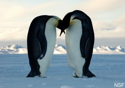 Emperor Penguins Appear To Be Kissing Each Other