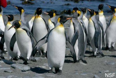King Penguins On Macquarie Island