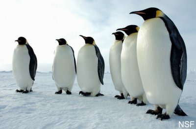 A Row Of Penguins Standing In A Row, Antartica Penguins Standing