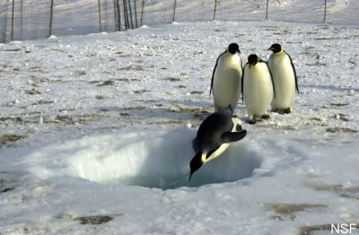 Penguins Diving Into The Water. Frozen Water And Penguins