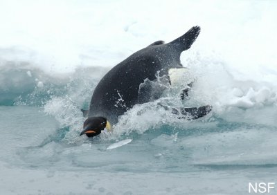 Penguin Diving In The Water, Can Penguins Swim?