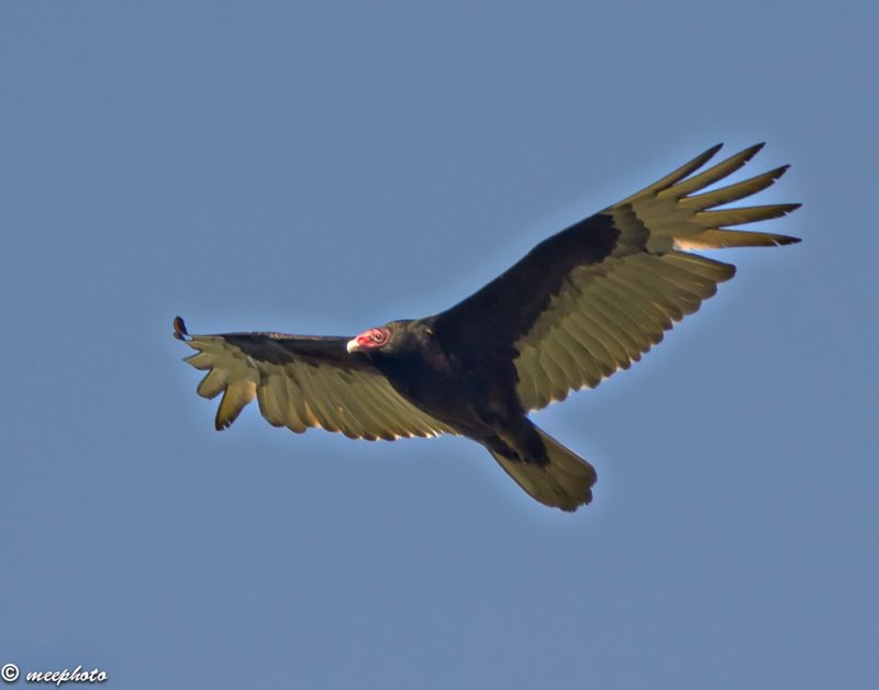 Turkey Vulture