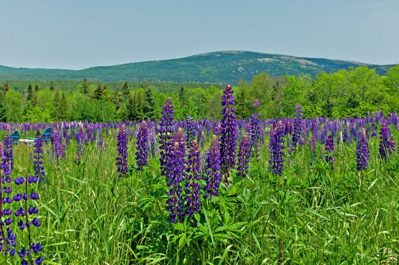 A Maine Scene