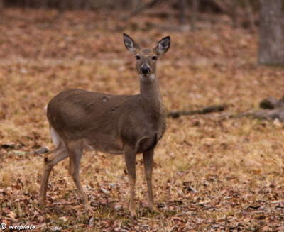 Doe in the Morning