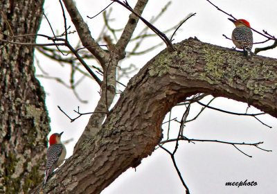 Red-Bellied Woodpeckers