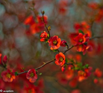 Evening Light