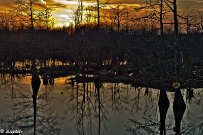 Marsh in Late Winter Evening