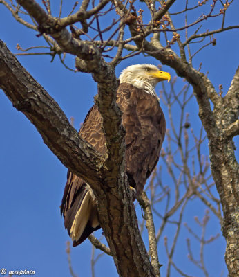 Portrait of a Predator