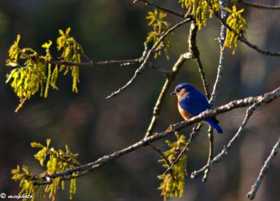 Bluebird in Oak