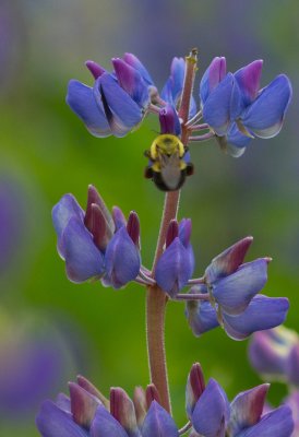 Lupine and Bumblebee