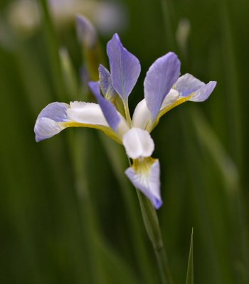 Japanese Iris