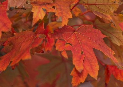 Autumn Maple