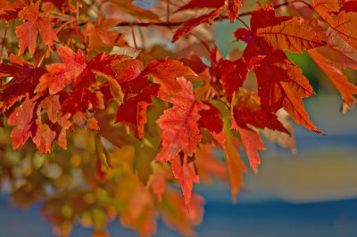 Autumn Red