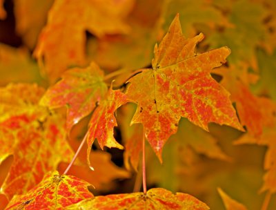 A Silver Maple