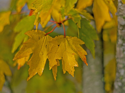 leaves_of_autumn