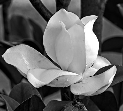 Magnolia