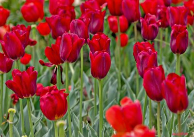 A Field of Tulips
