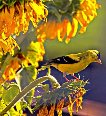 Gold Finch and Sun Flower