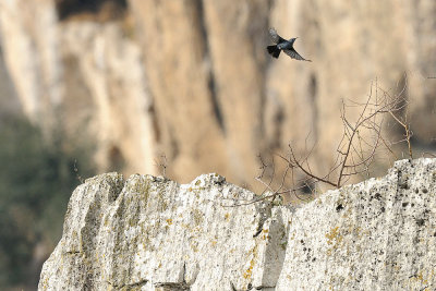 Passero solitario