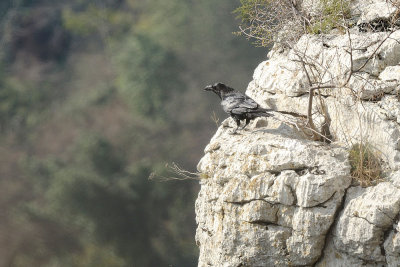 Corvo imperiale