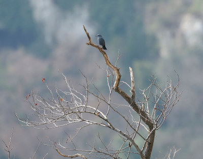 Passero solitario