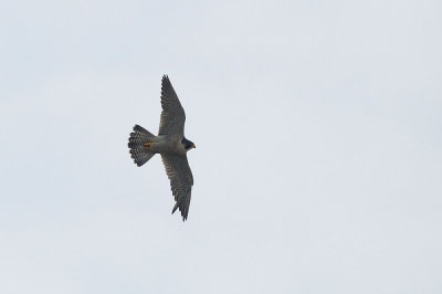 Falco pellegrino