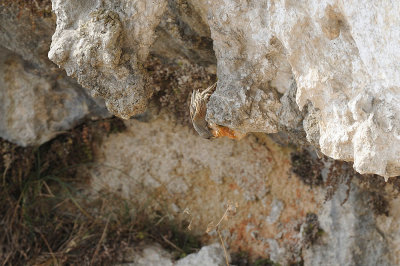 Sordone in abbeverata