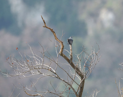 Passero solitario
