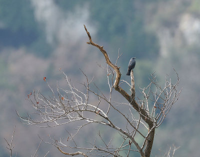 Passero solitario