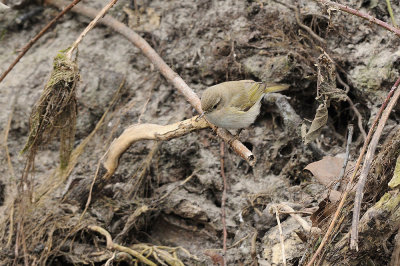 Lui' piccolo ssp. Tristis